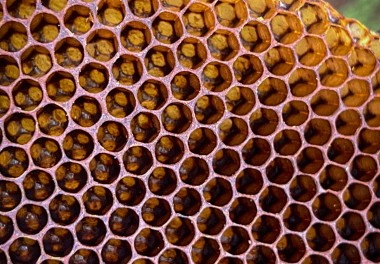 close-up-of-a-natural-bee-comb-made-by-wild-bees-2024-09-27-11-42-36-utc (1)