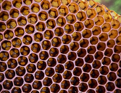 close-up-of-a-natural-bee-comb-made-by-wild-bees-2024-09-27-11-42-36-utc (1)