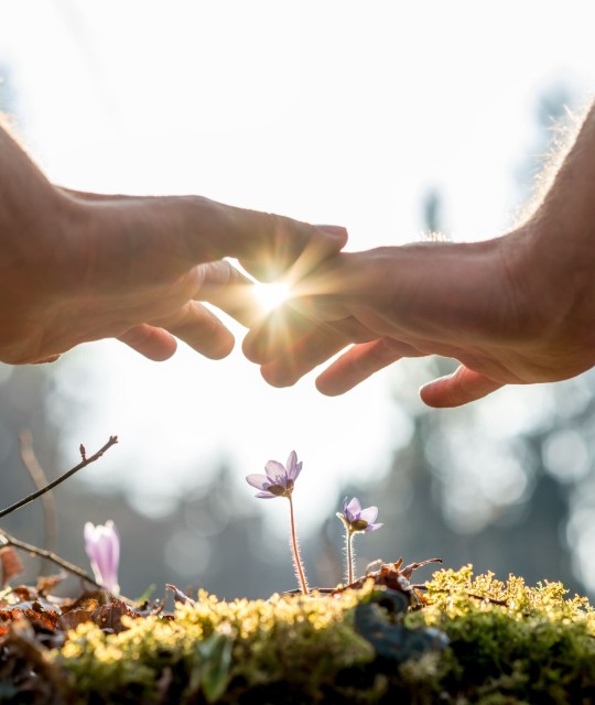 hand-covering-flowers-at-the-garden-with-sunlight-2025-02-19-16-26-32-utc (1)